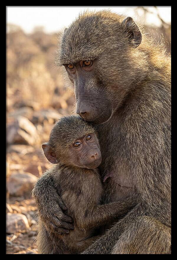 African Baboon Mother With Baby