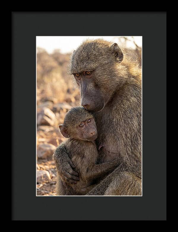 African Baboon Mother With Baby