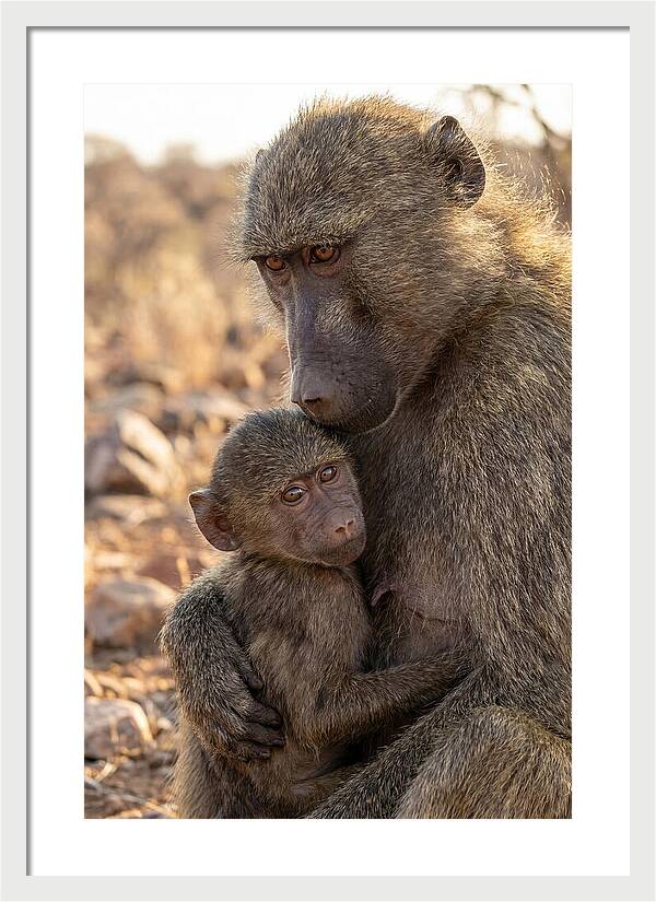 African Baboon Mother With Baby