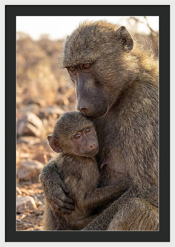 African Baboon Mother With Baby