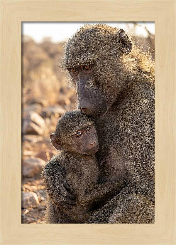 African Baboon Mother With Baby