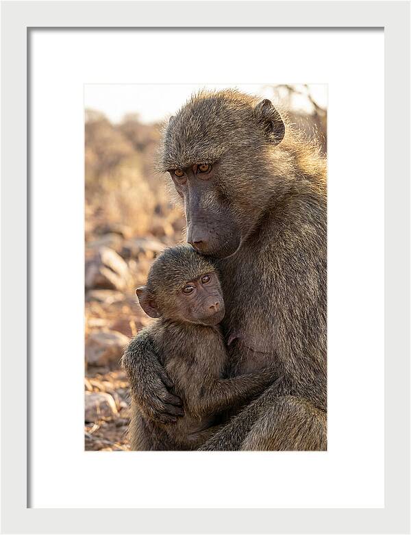 African Baboon Mother With Baby