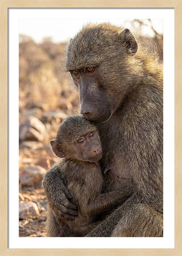 African Baboon Mother With Baby
