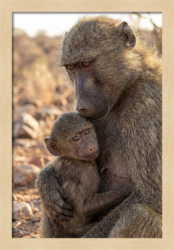 African Baboon Mother With Baby