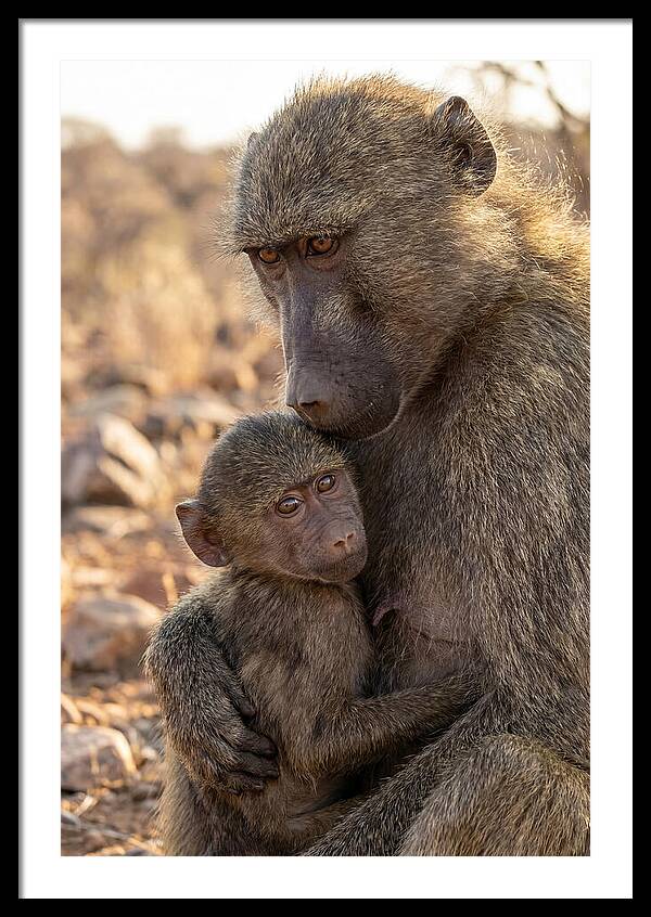 African Baboon Mother With Baby