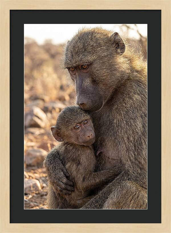 African Baboon Mother With Baby