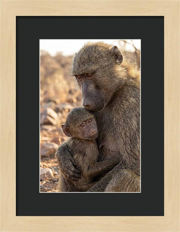 African Baboon Mother With Baby