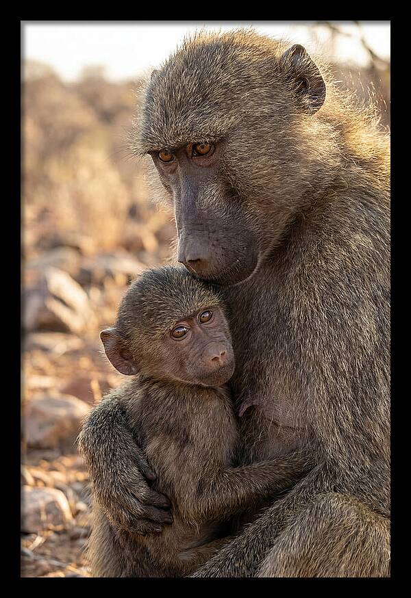 African Baboon Mother With Baby