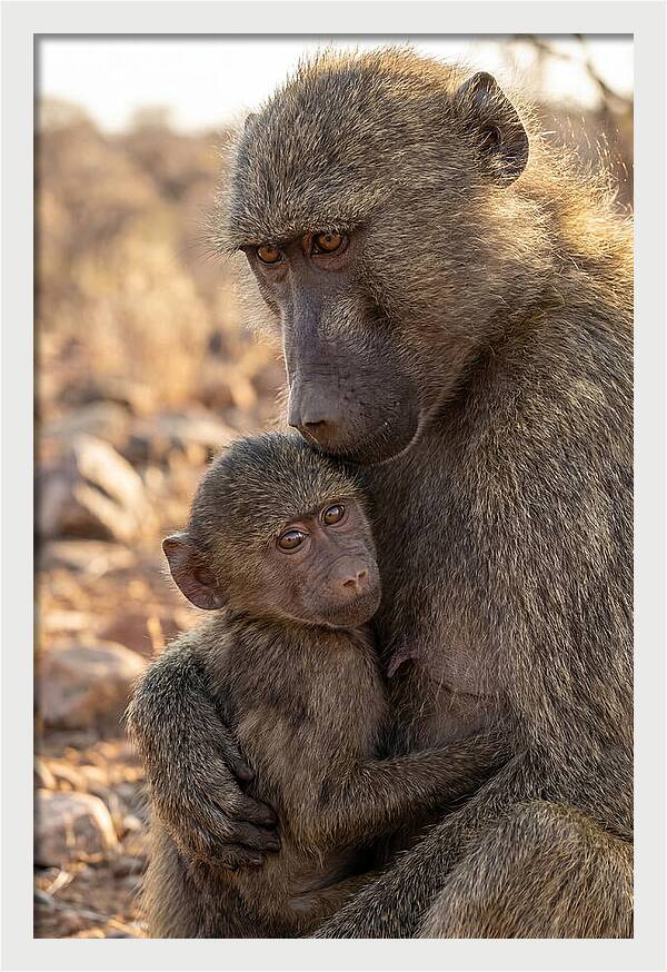 African Baboon Mother With Baby