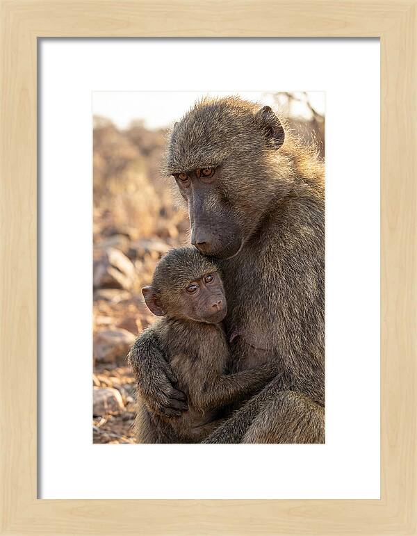 African Baboon Mother With Baby