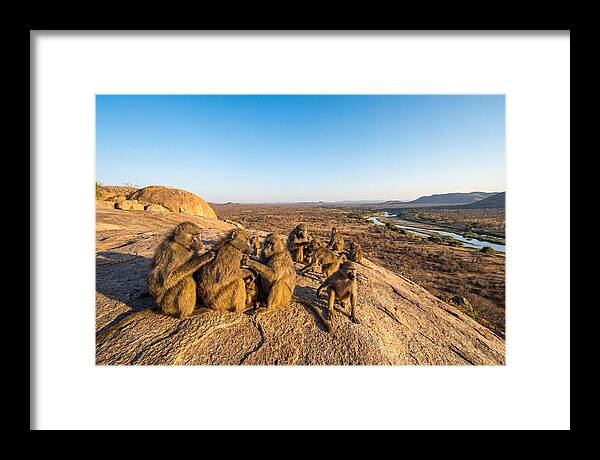 African Baboons On A Rock