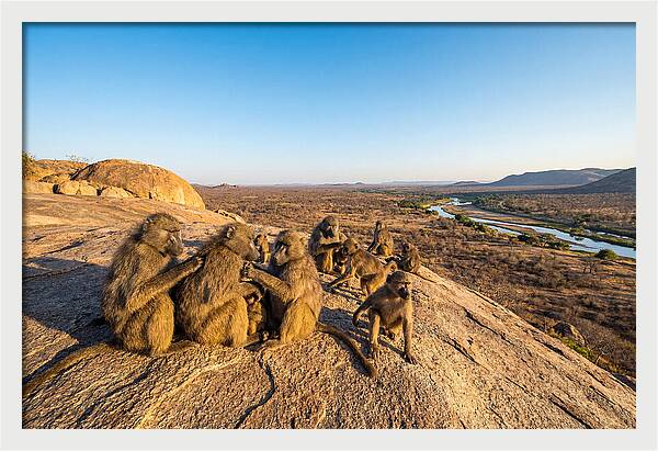 African Baboons On A Rock