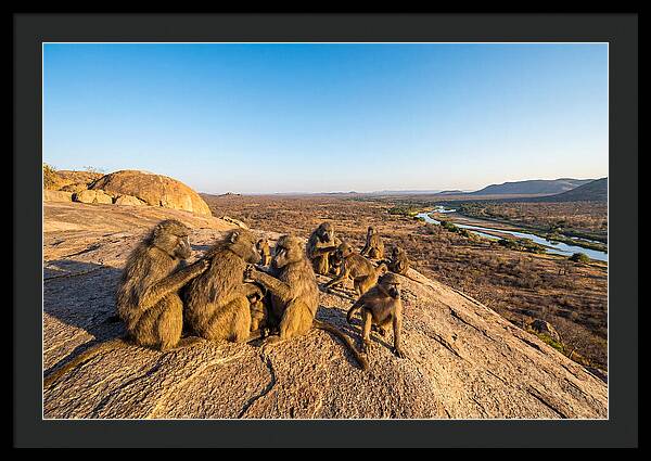 African Baboons On A Rock