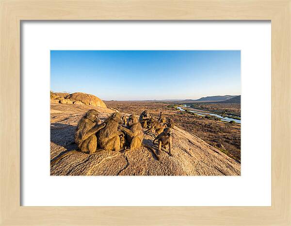 African Baboons On A Rock