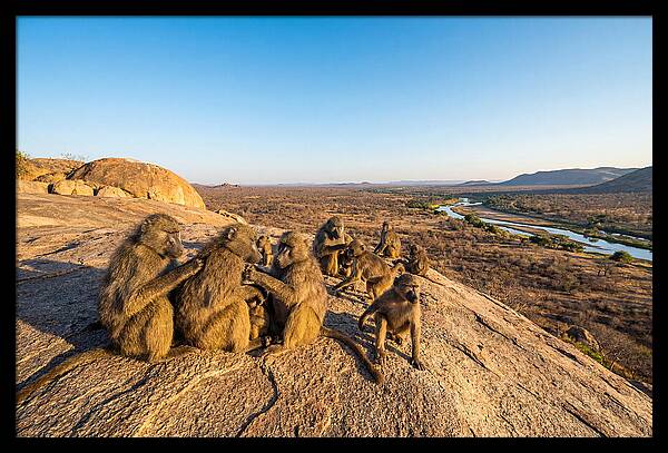 African Baboons On A Rock
