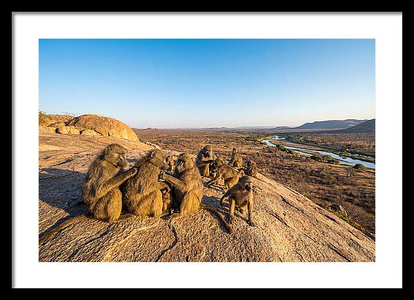 African Baboons On A Rock