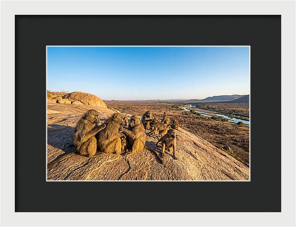 African Baboons On A Rock