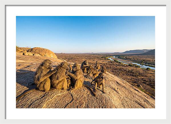 African Baboons On A Rock