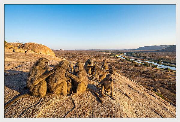 African Baboons On A Rock