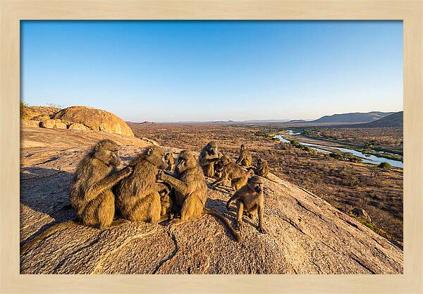 African Baboons On A Rock