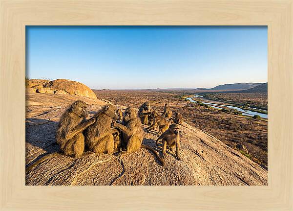 African Baboons On A Rock
