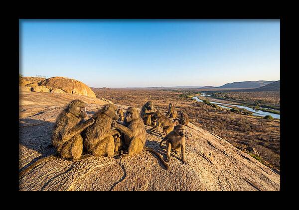 African Baboons On A Rock