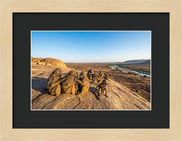 African Baboons On A Rock