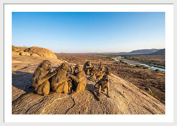 African Baboons On A Rock