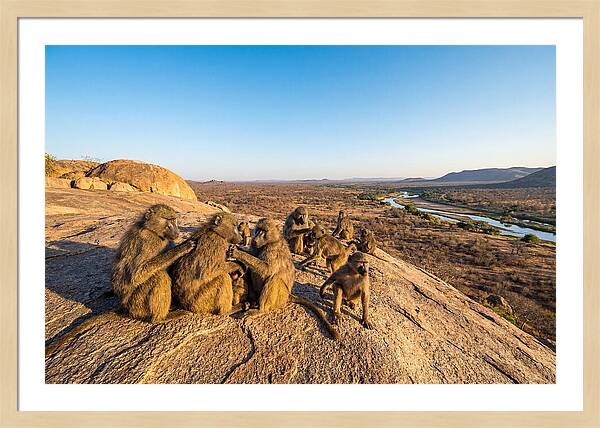African Baboons On A Rock