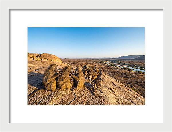 African Baboons On A Rock