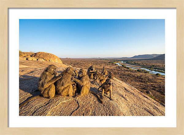 African Baboons On A Rock