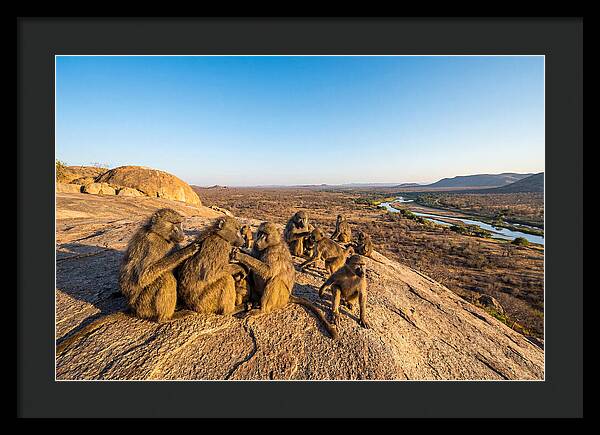 African Baboons On A Rock