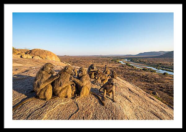African Baboons On A Rock