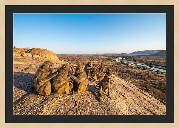 African Baboons On A Rock