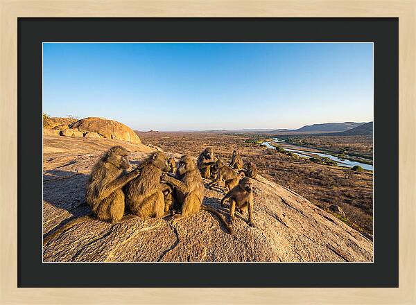 African Baboons On A Rock