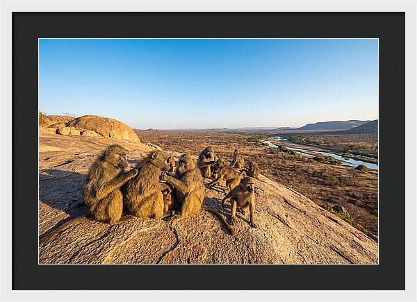 African Baboons On A Rock