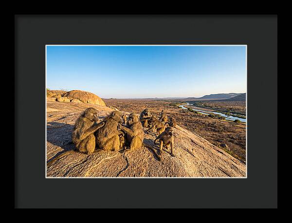 African Baboons On A Rock