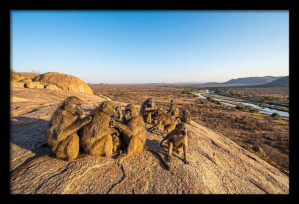 African Baboons On A Rock