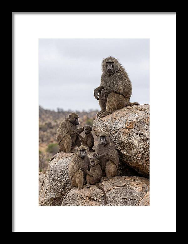 African Baboons Relaxing Together
