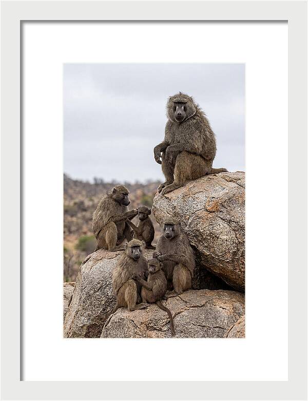 African Baboons Relaxing Together