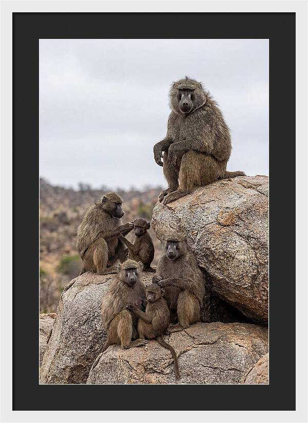 African Baboons Relaxing Together