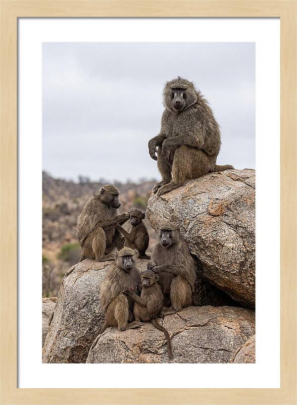 African Baboons Relaxing Together