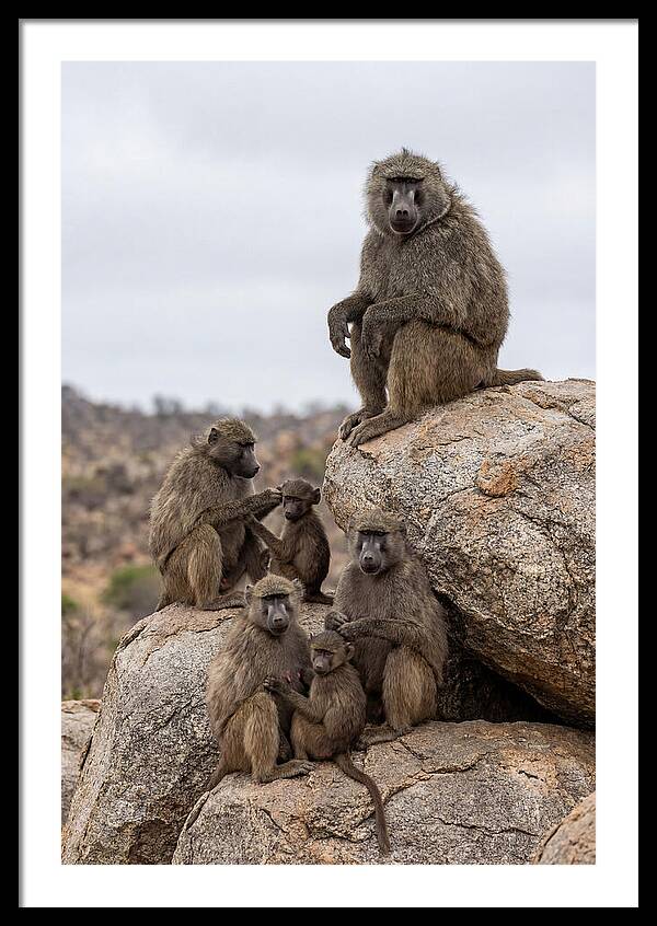 African Baboons Relaxing Together