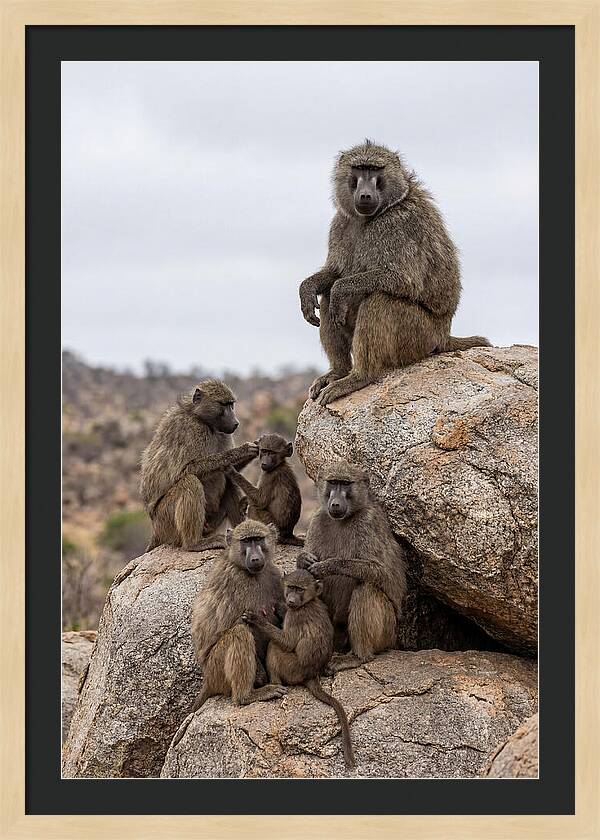 African Baboons Relaxing Together