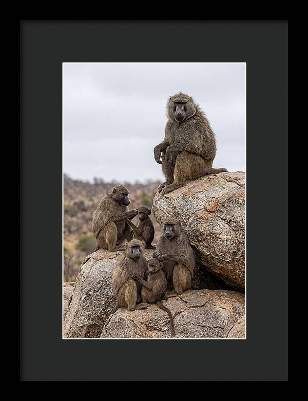 African Baboons Relaxing Together