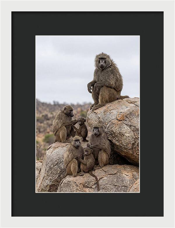 African Baboons Relaxing Together