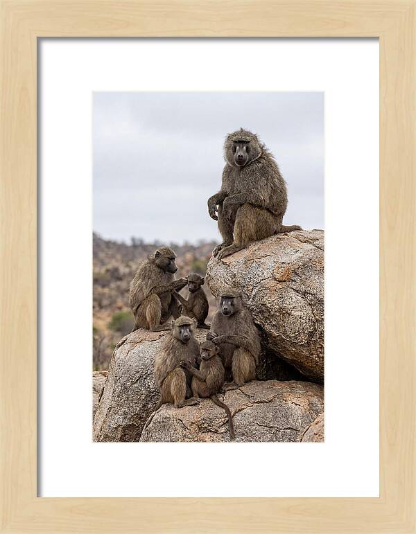 African Baboons Relaxing Together