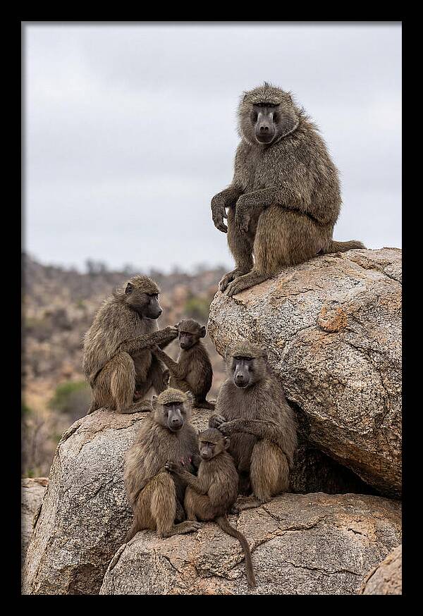 African Baboons Relaxing Together