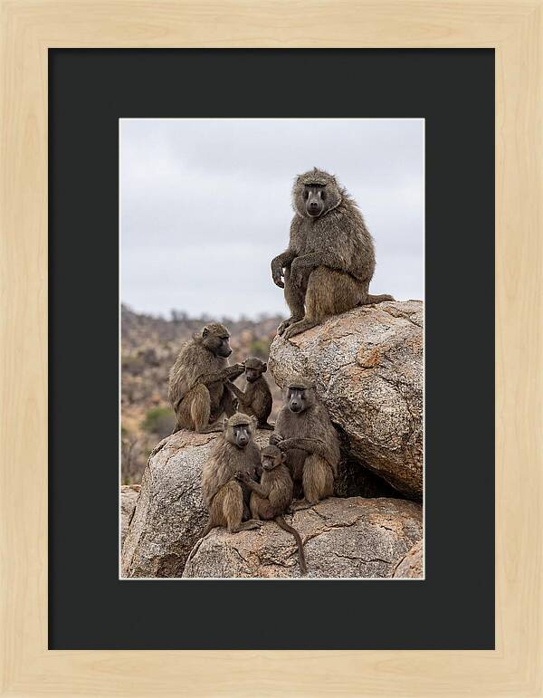 African Baboons Relaxing Together