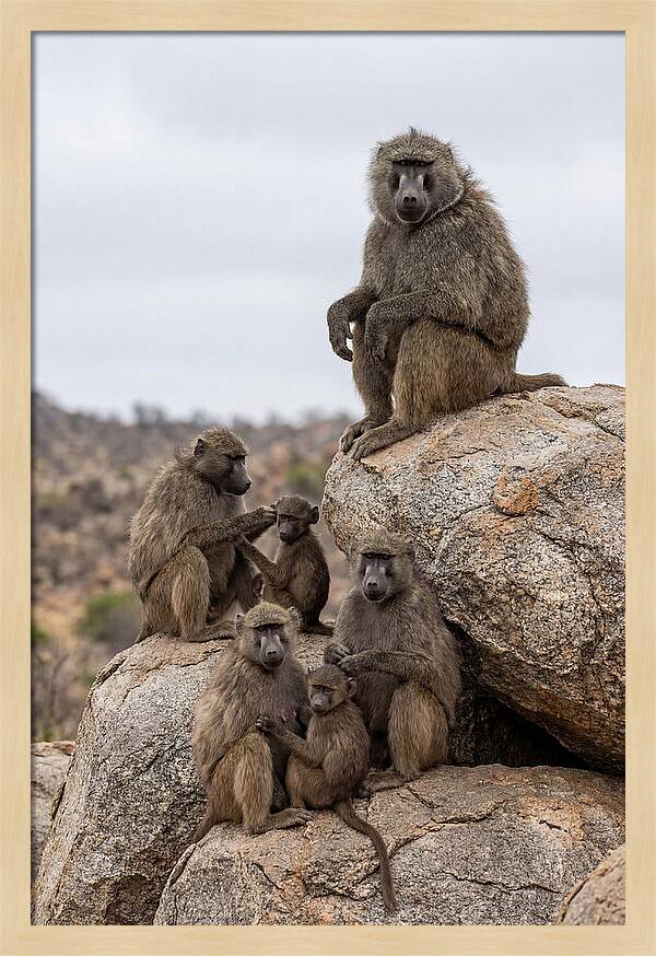 African Baboons Relaxing Together